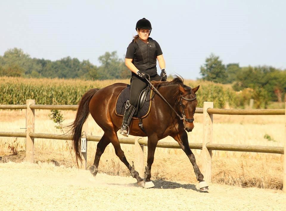 DSP Nørlunds Miss Tanna billede 11