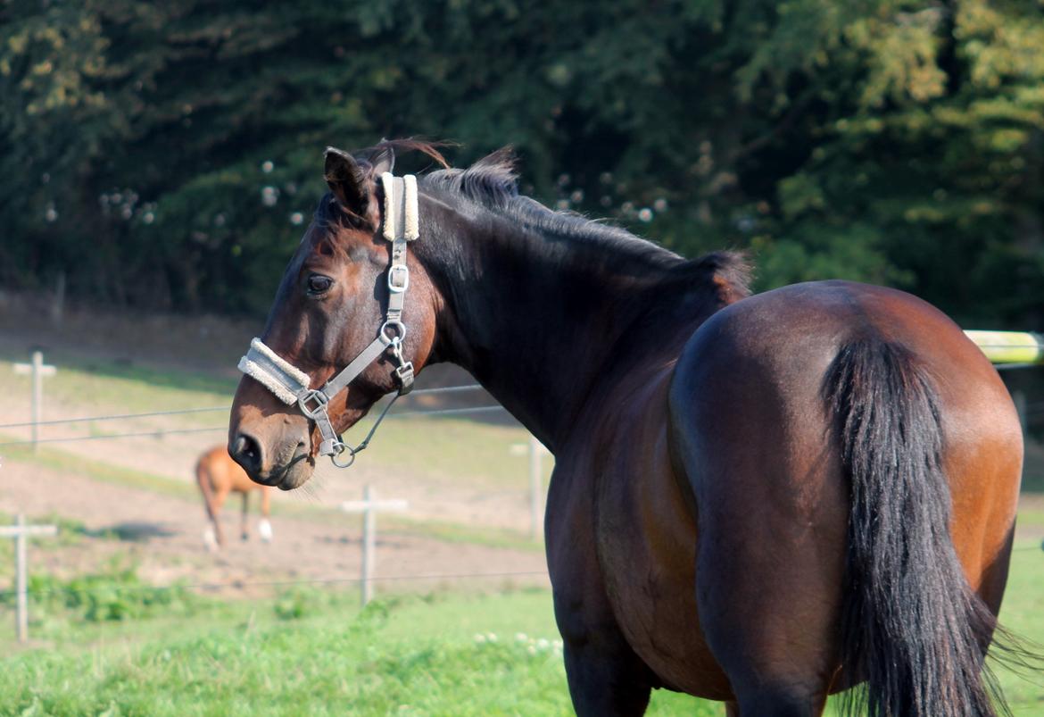 Dansk Varmblod Safir Kilen - Safir på folden, september 2014. Foto: mig selv. billede 5