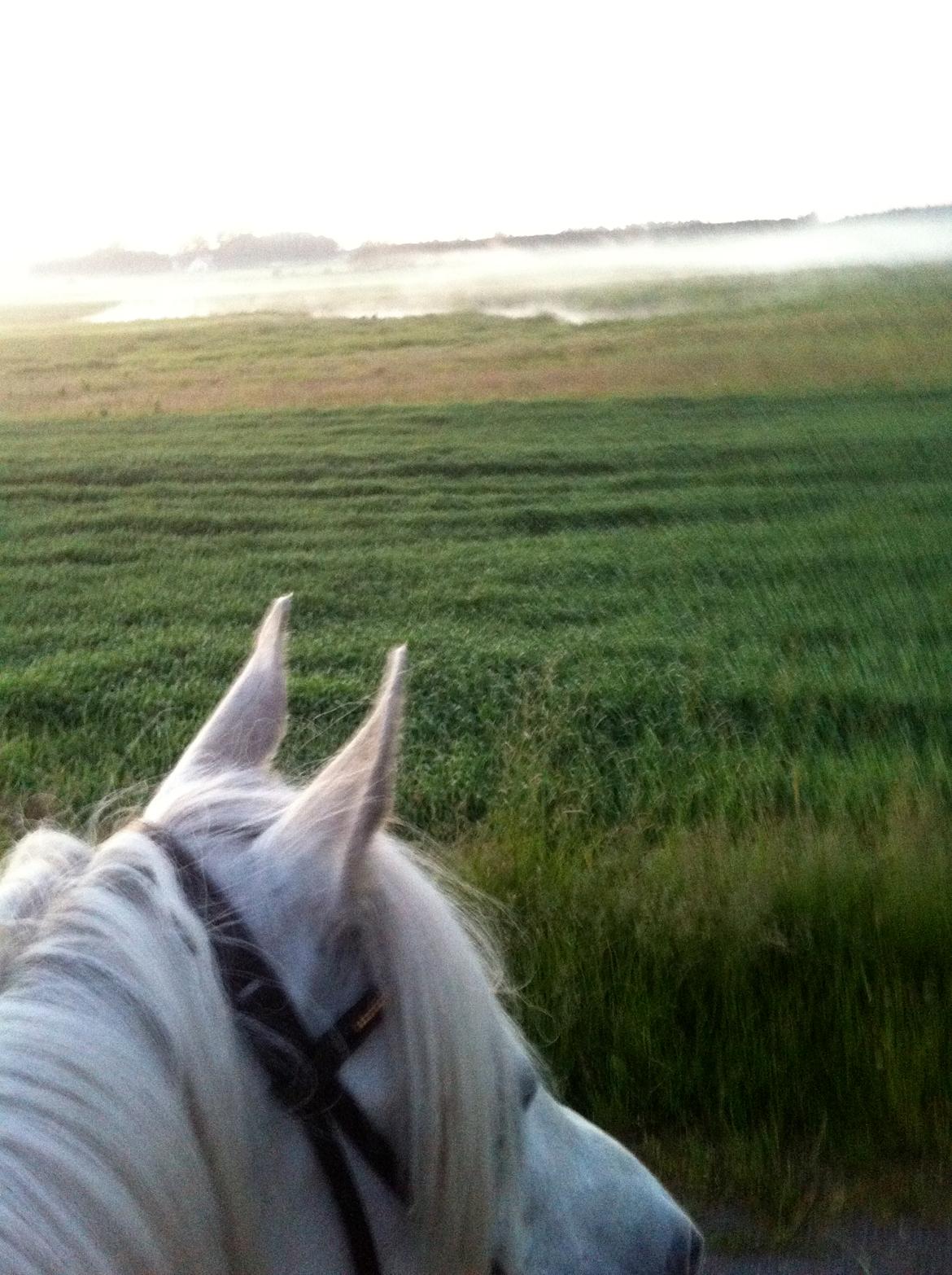 Arabisk fuldblod (OX) WISDOMS WEEDAA  - Weedaa og jeg på tur sommer 2014 billede 14