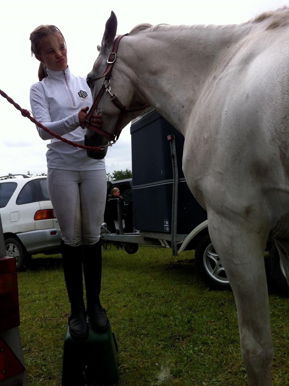 Arabisk fuldblod (OX) WISDOMS WEEDAA  billede 16