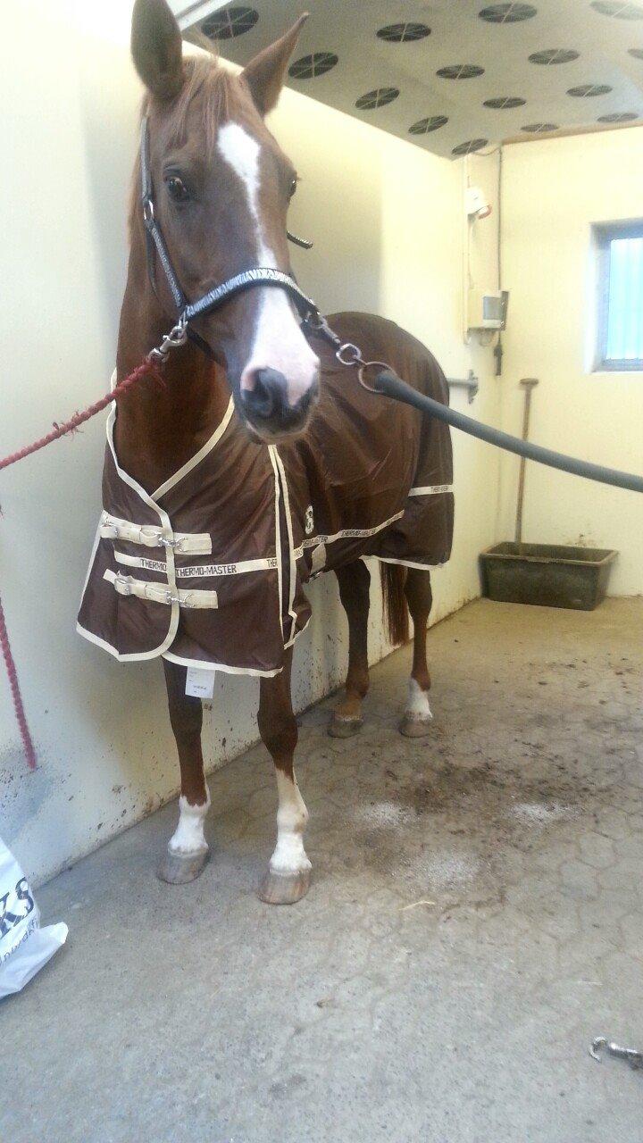 Anden særlig race Sascha - September 2014. billede 18