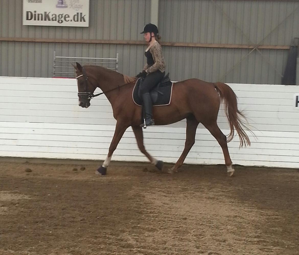 Anden særlig race Sascha - Juli 2014. billede 19