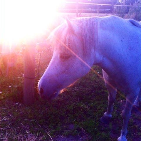 Anden særlig race Smil smilla<3 billede 16