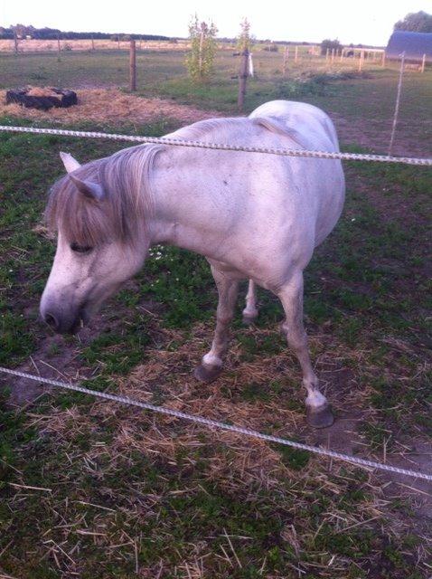 Anden særlig race Smil smilla<3 billede 18