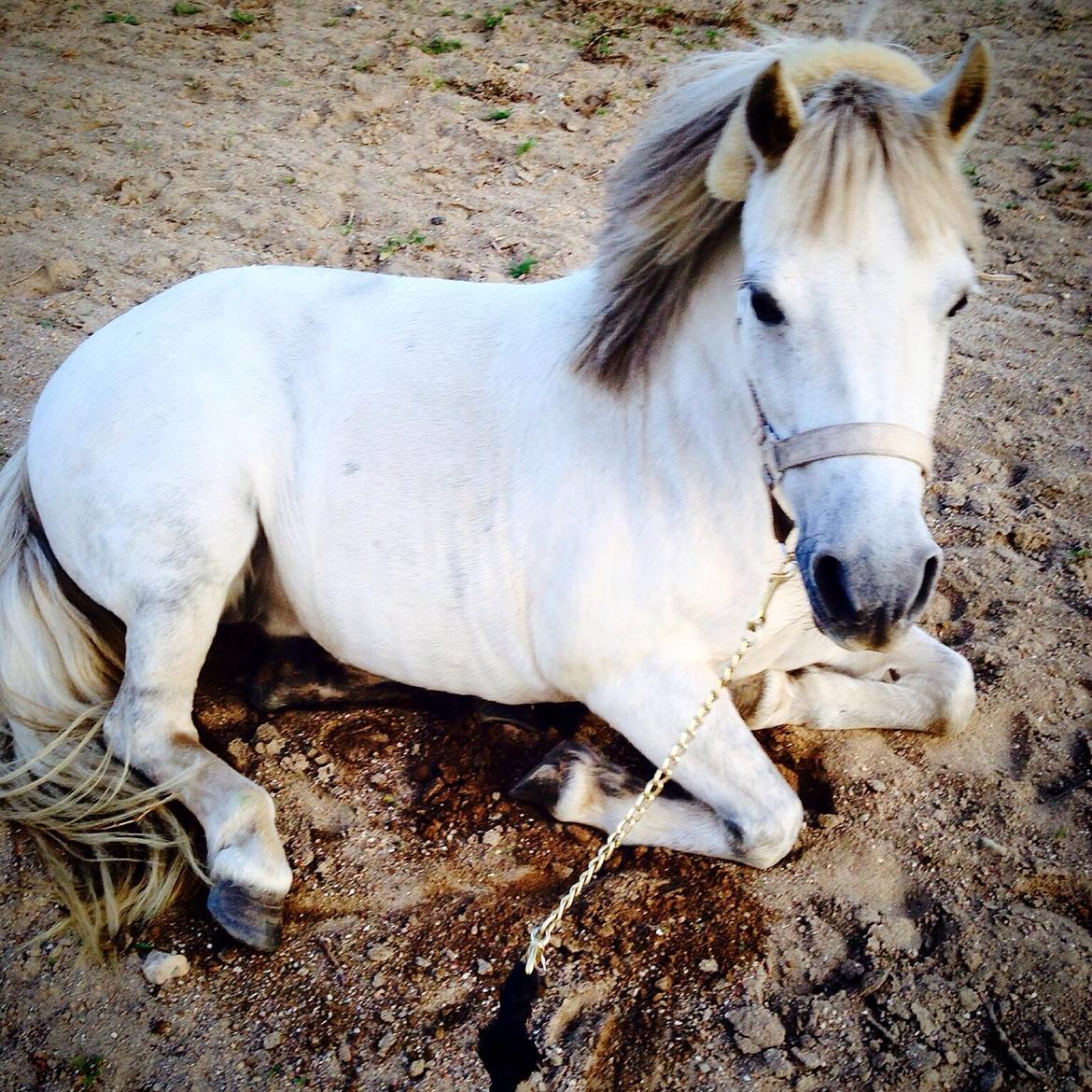 Anden særlig race Smil smilla<3 - smilla lære og ligge sig på komando<3 billede 20
