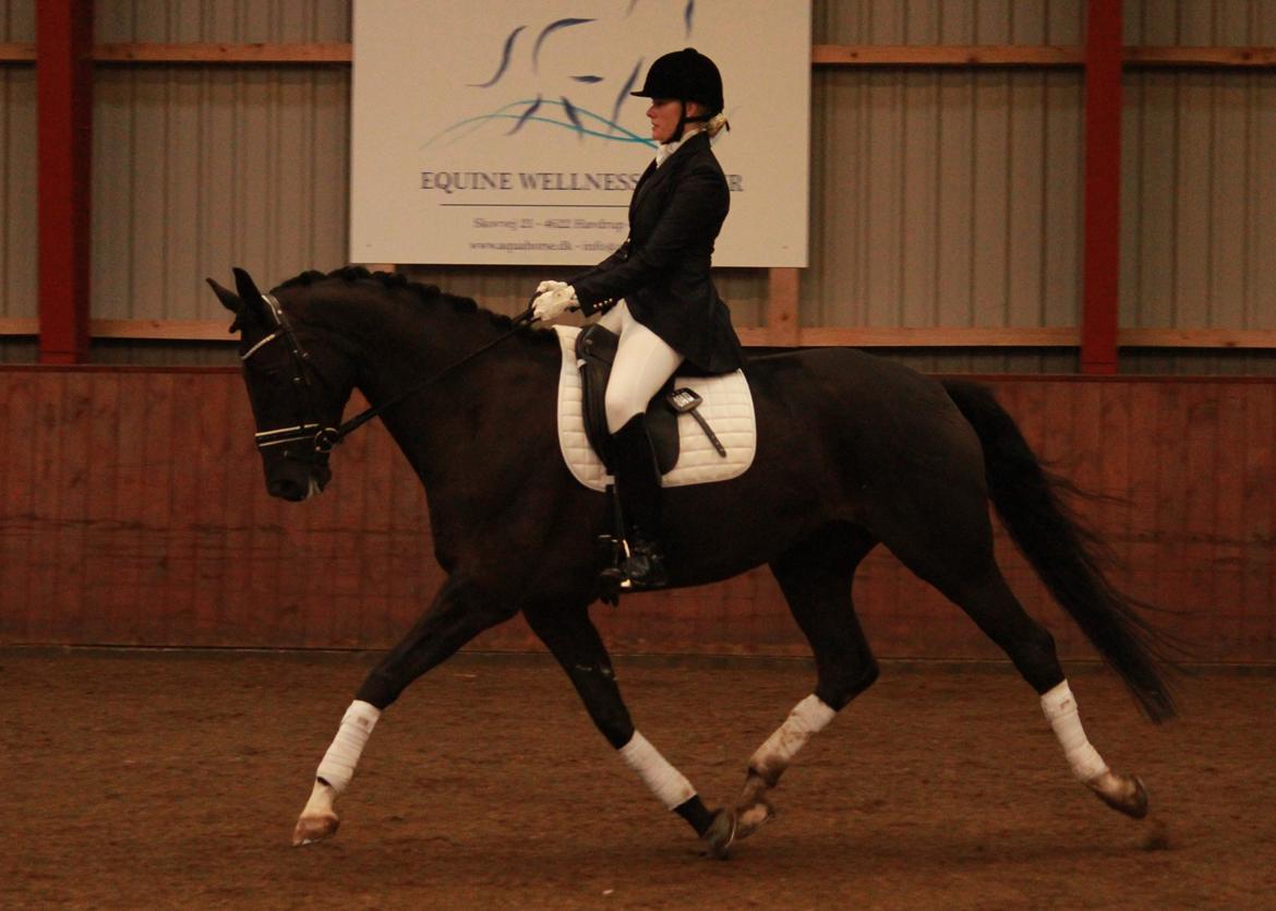 Dansk Varmblod Bucklands Donna - Donna LA1 på Nyskovens Rideklub  til 77,2 % <3  billede 18