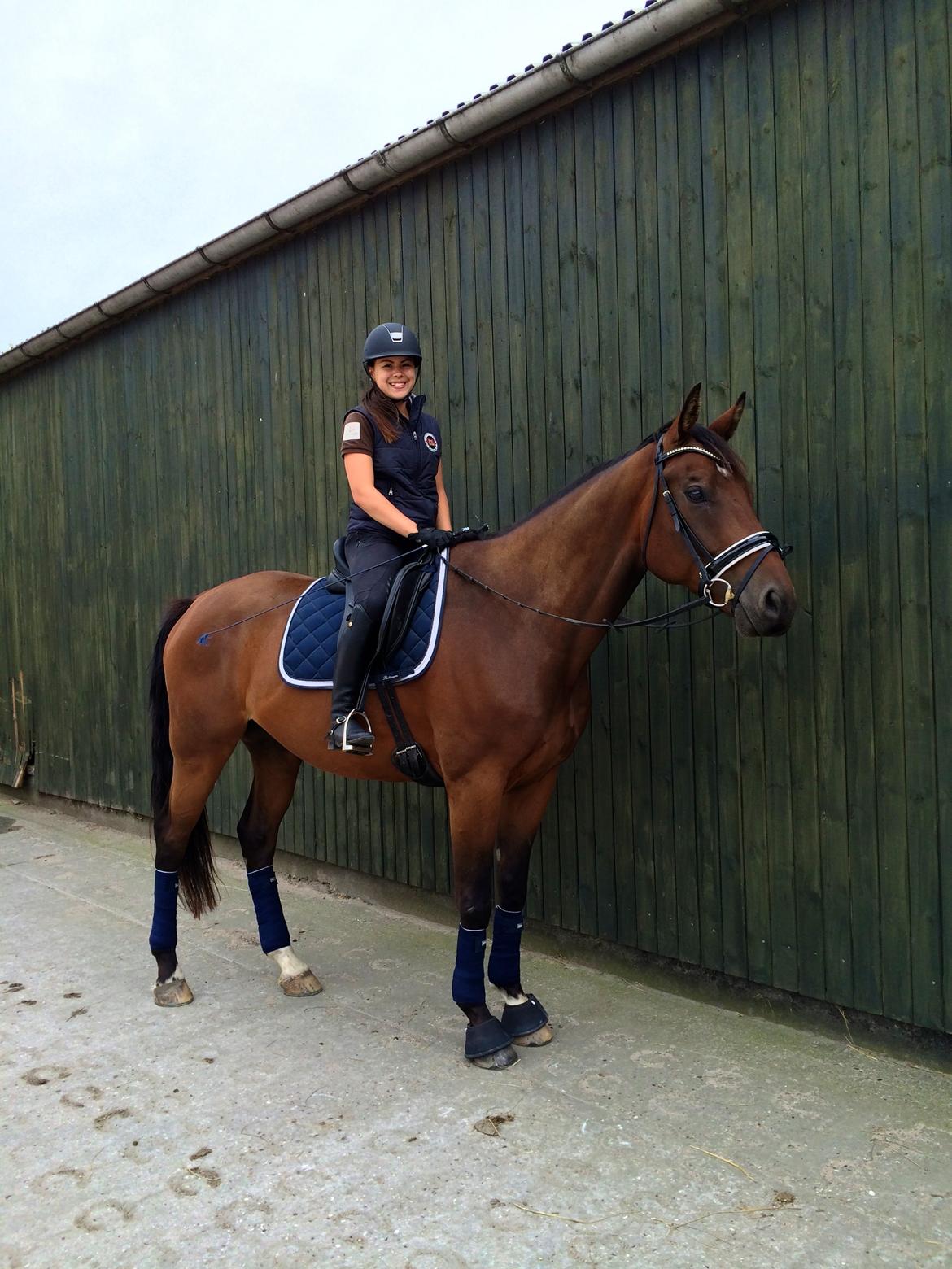 Dansk Varmblod Valløs Barosso - Sommer 2014, min smukkeste. billede 4