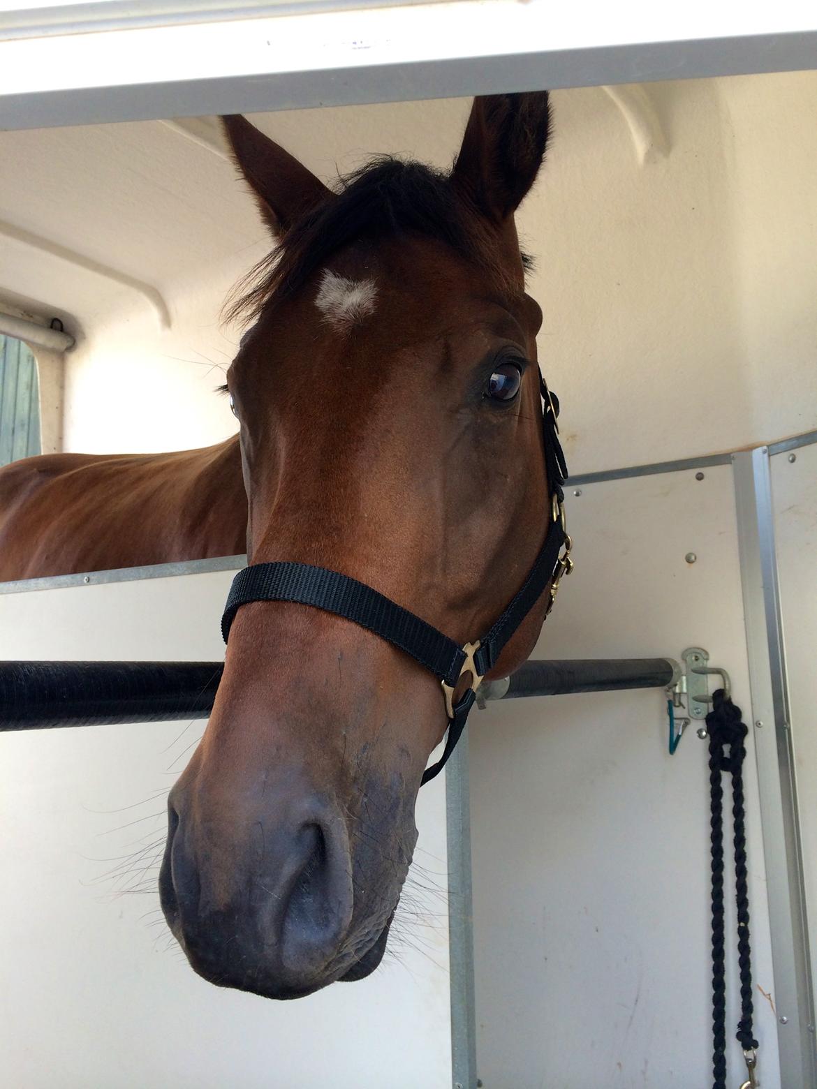 Dansk Varmblod Valløs Barosso - Sommer 2014, Barosso venter i traileren. billede 7