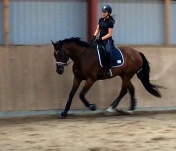 Dansk Varmblod Valløs Barosso - Sommer 2014, første gang Barosso var med ude. billede 6