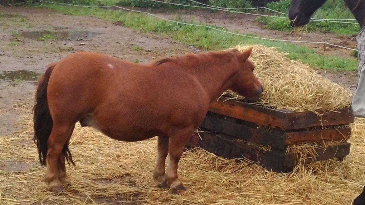 Shetlænder bastian (solgt ) billede 3