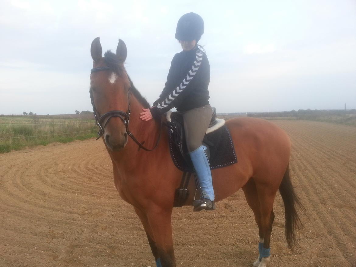 Trakehner Diamonds Coco <3 billede 22