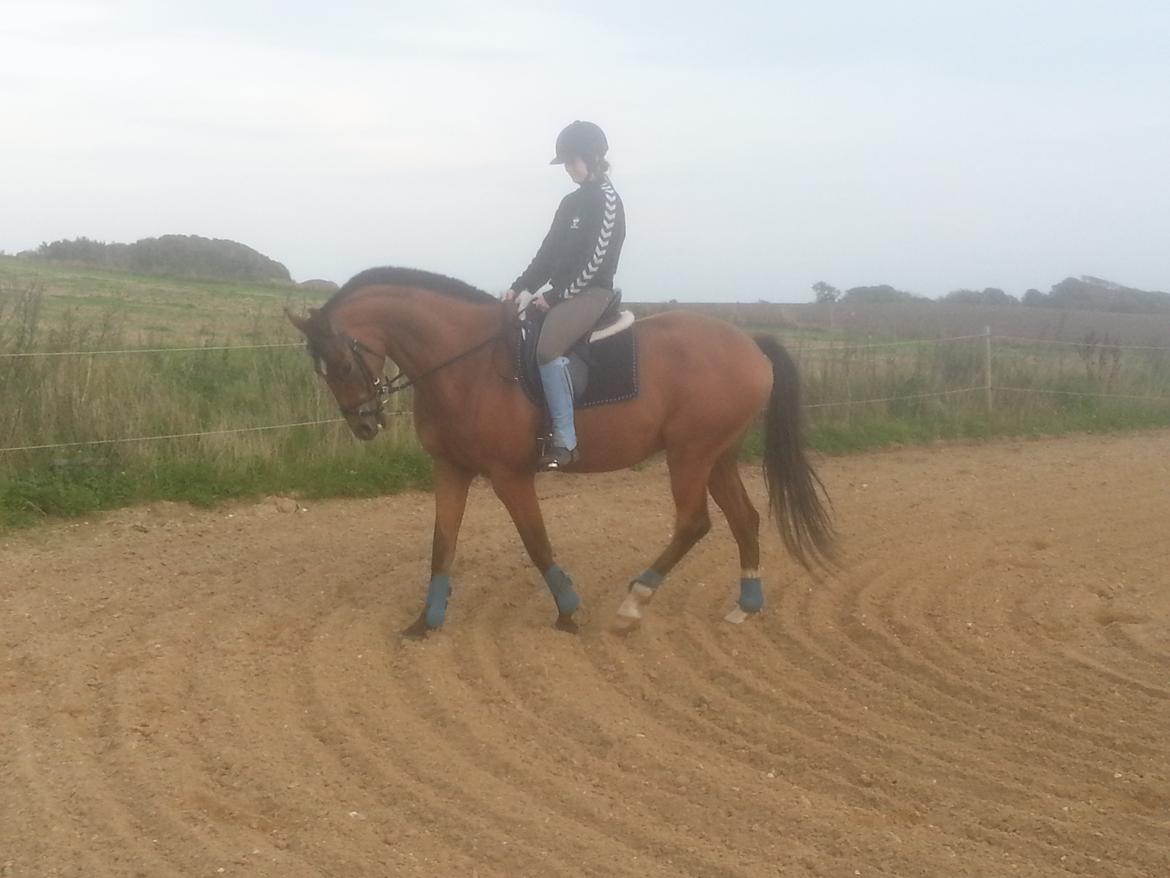 Trakehner Diamonds Coco <3 billede 25