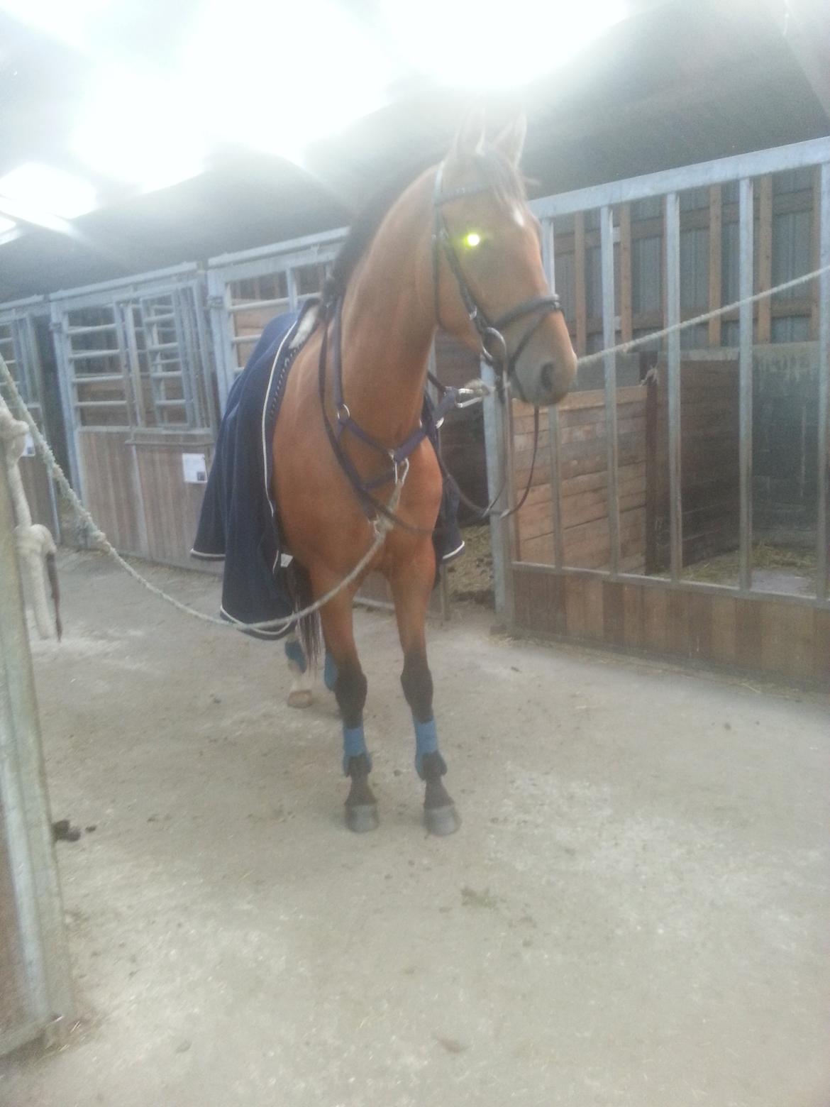 Trakehner Diamonds Coco <3 billede 26