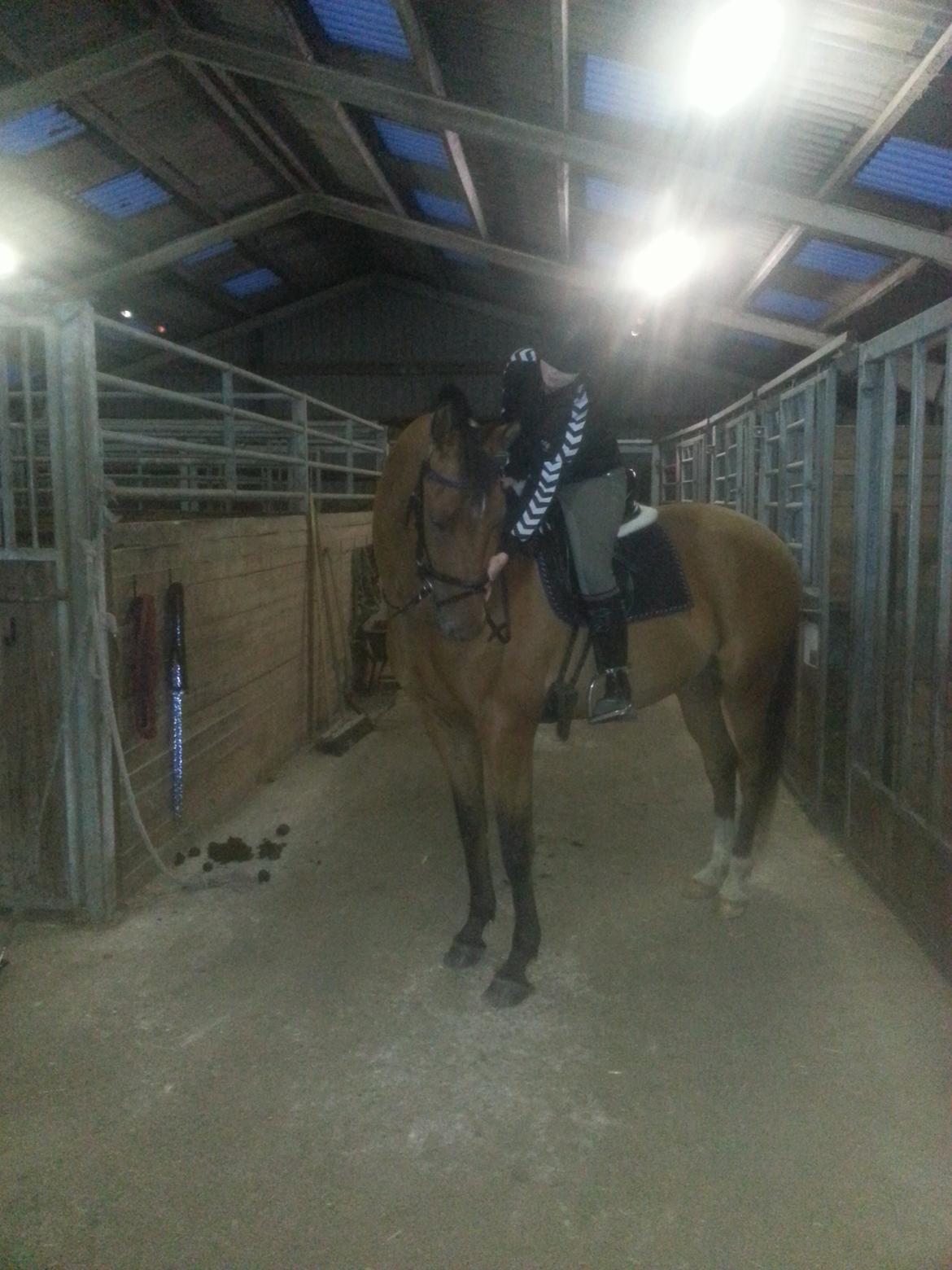 Trakehner Diamonds Coco <3 billede 27