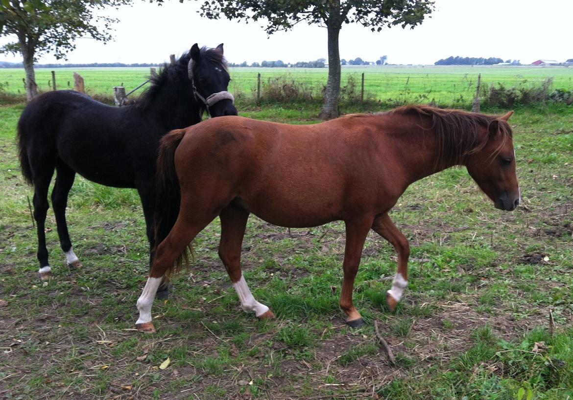 Welsh Pony (sec B) ChaTho´s Zippo - September 2014 Zippo og lillesøster billede 4