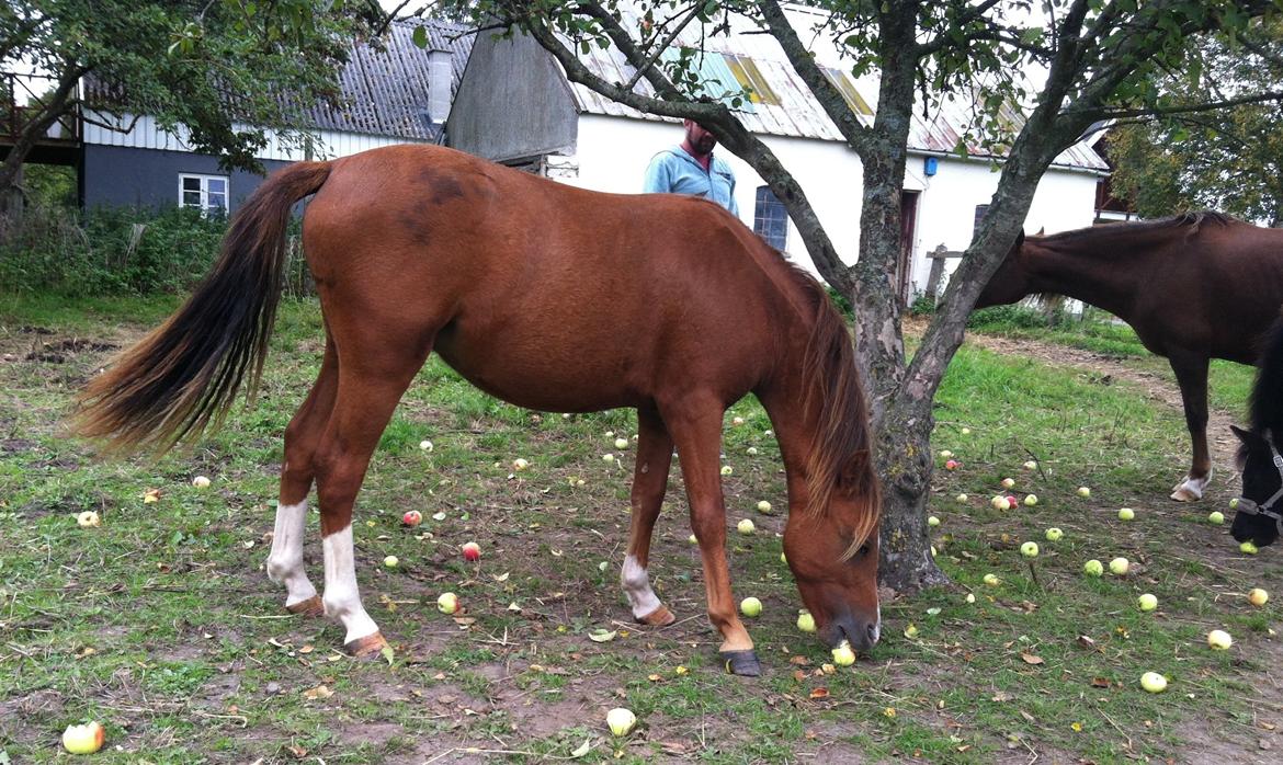 Welsh Pony (sec B) ChaTho´s Zippo - September 2014 billede 3