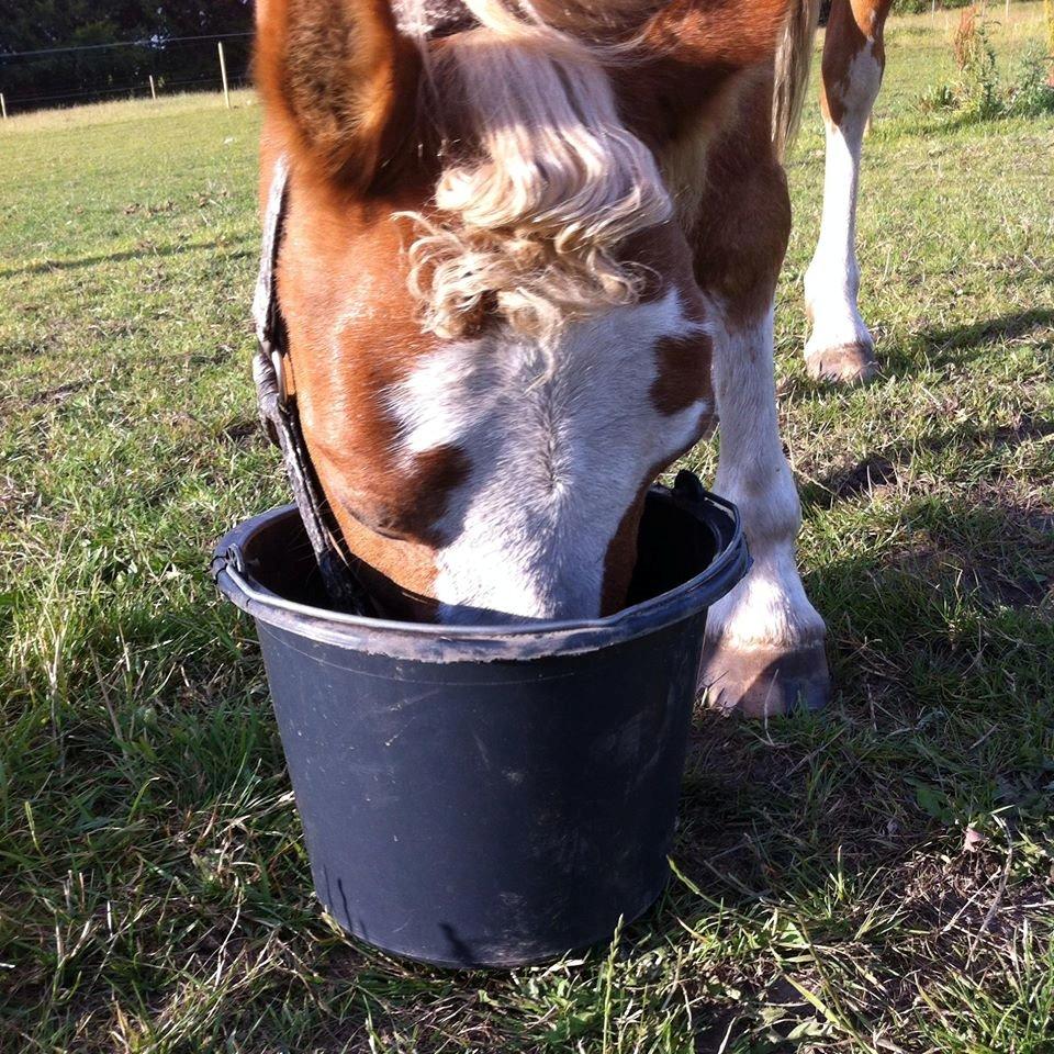 Anden særlig race clements maximus(tidligere pony) billede 8