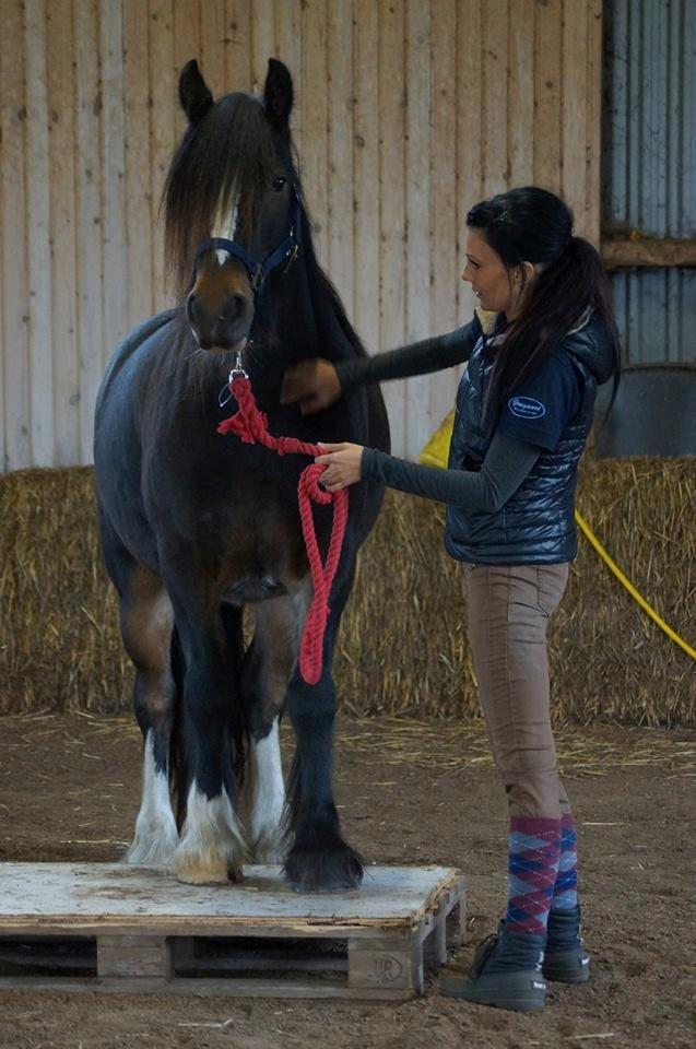 Irish Cob Budweiser Luck billede 1