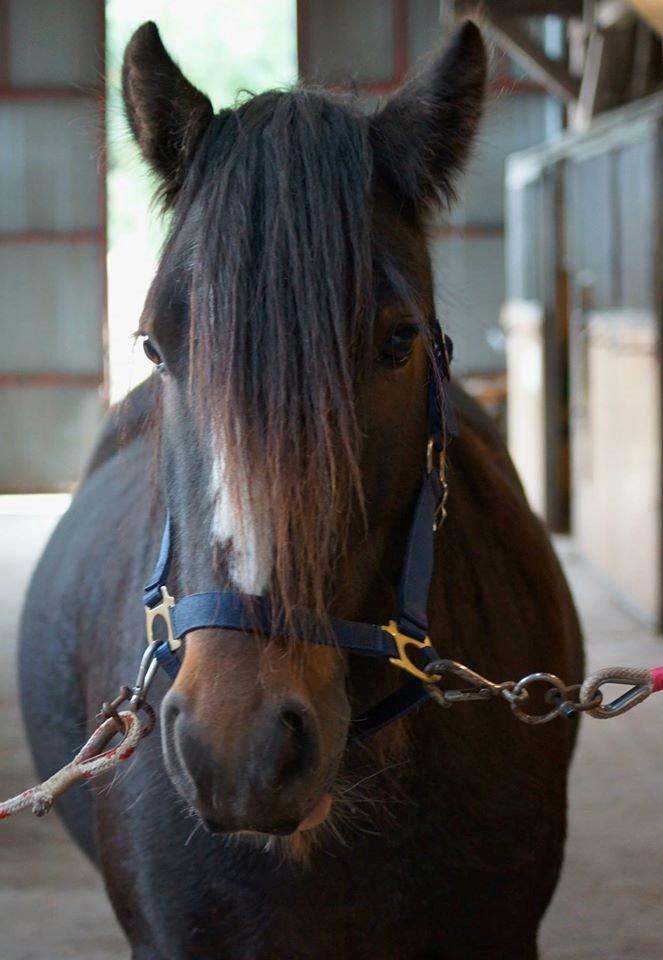 Irish Cob Budweiser Luck billede 3