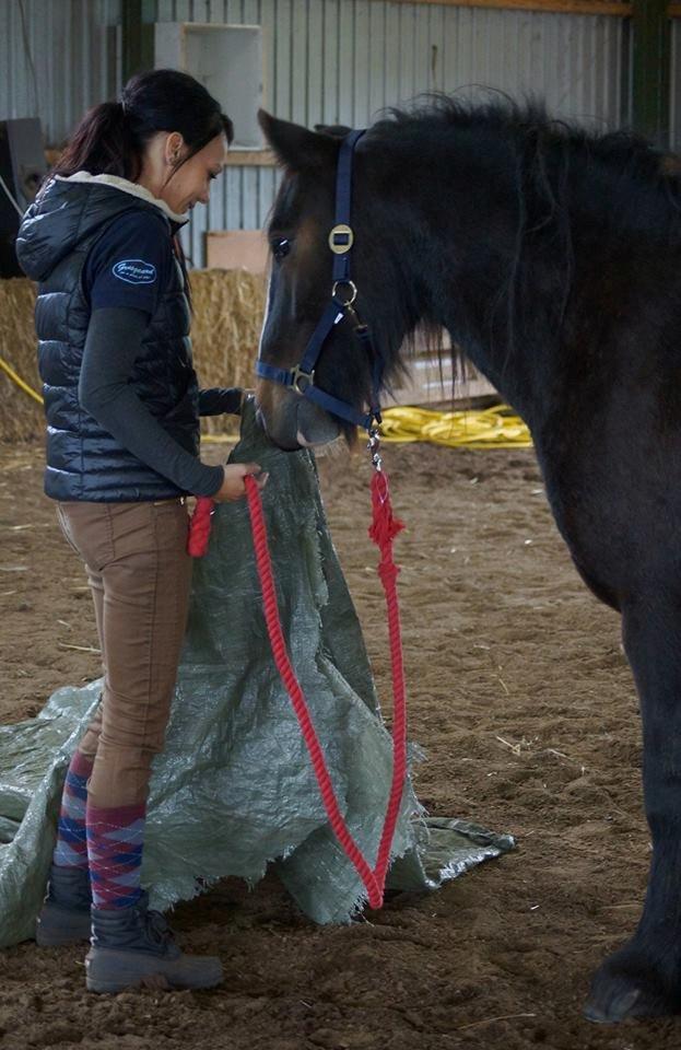 Irish Cob Budweiser Luck billede 5