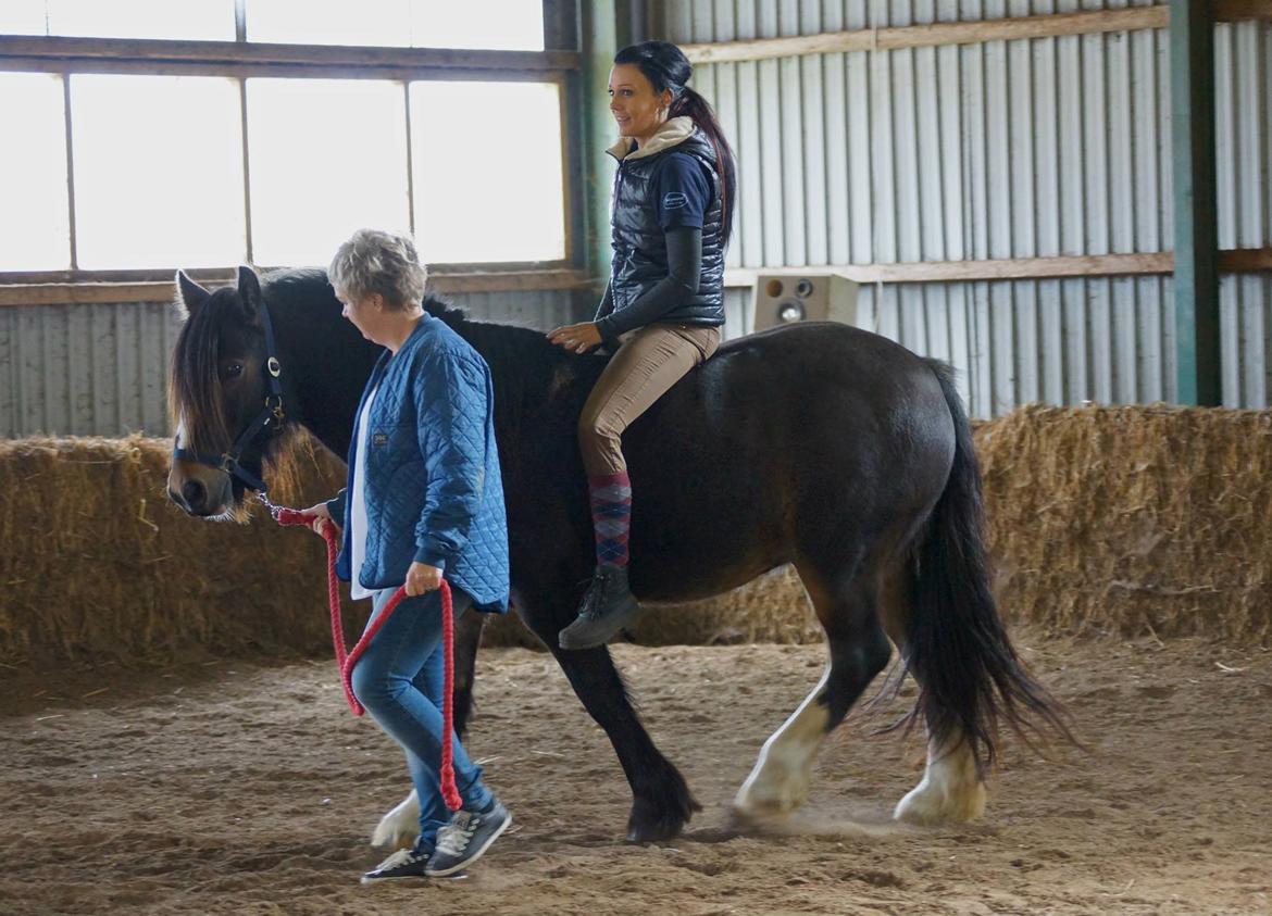 Irish Cob Budweiser Luck billede 7