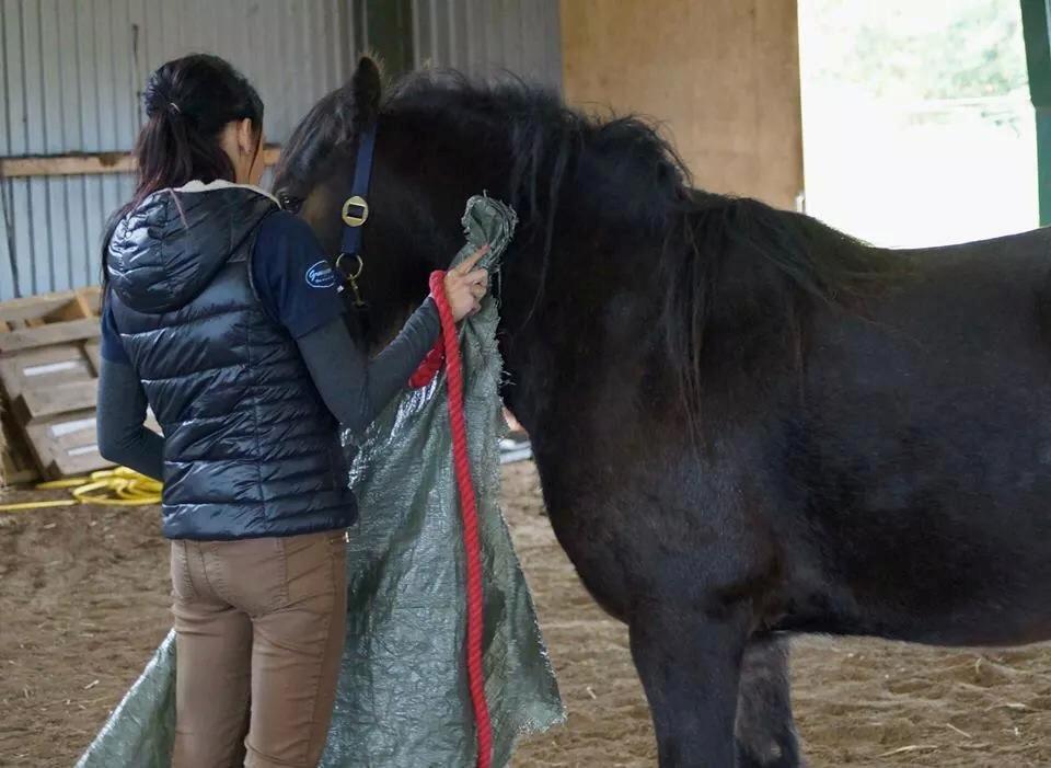 Irish Cob Budweiser Luck billede 8