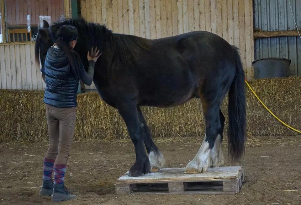 Irish Cob Budweiser Luck billede 11