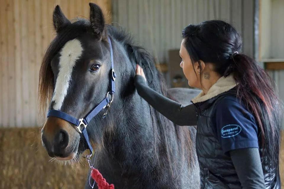 Irish Cob Budweiser Luck billede 12