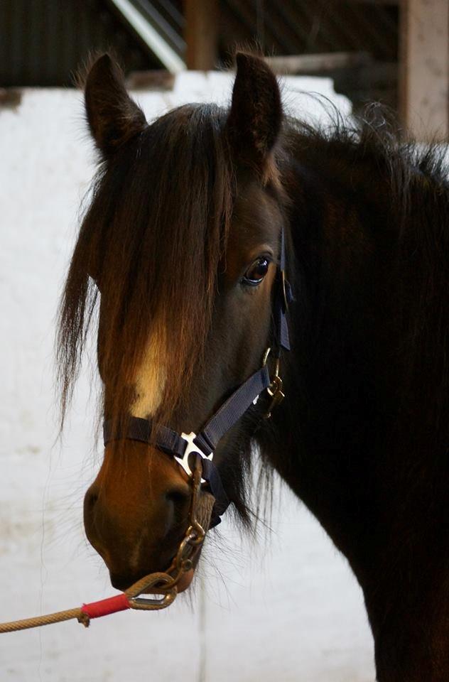 Irish Cob Budweiser Luck billede 4