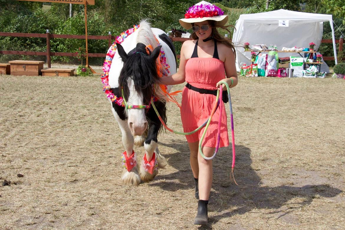 Irish Cob Bundolos Indira billede 9