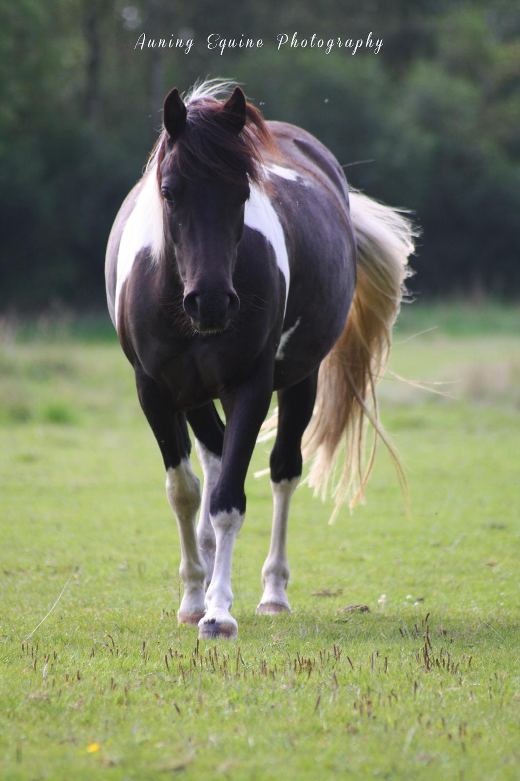 Welsh Cob (sec D) / Pinto - Skovbjerggårds Lucky Girl (SOLGT) billede 17