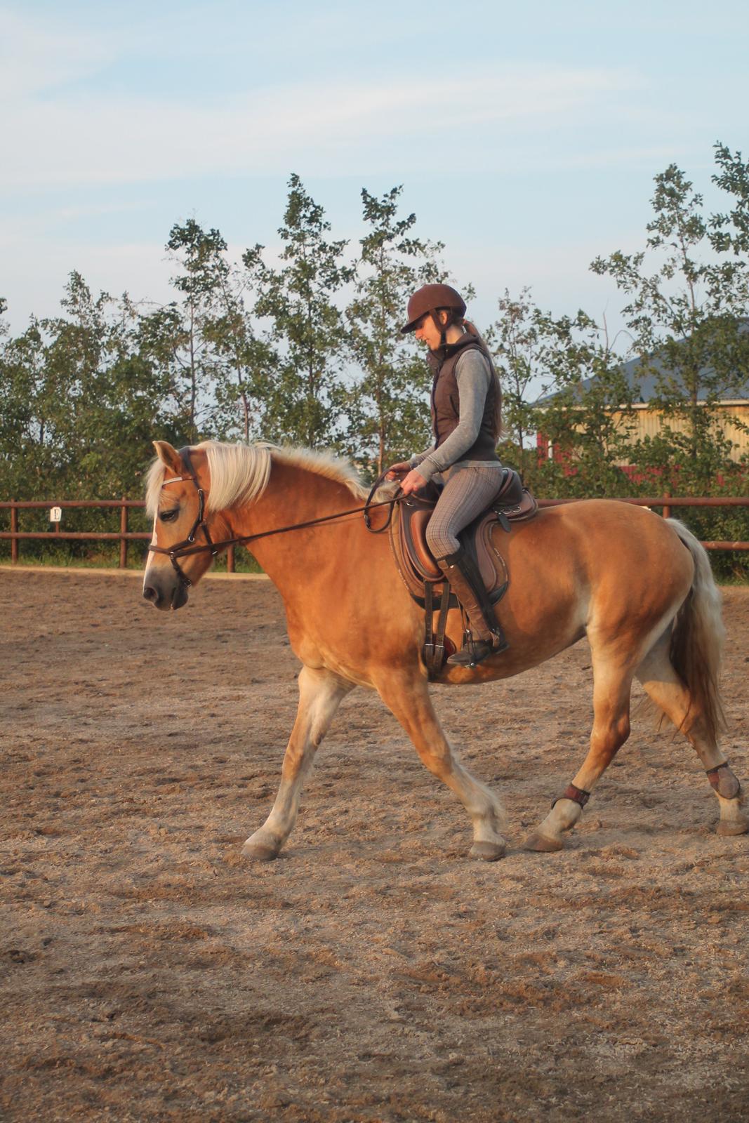 Tyroler Haflinger Stella billede 7