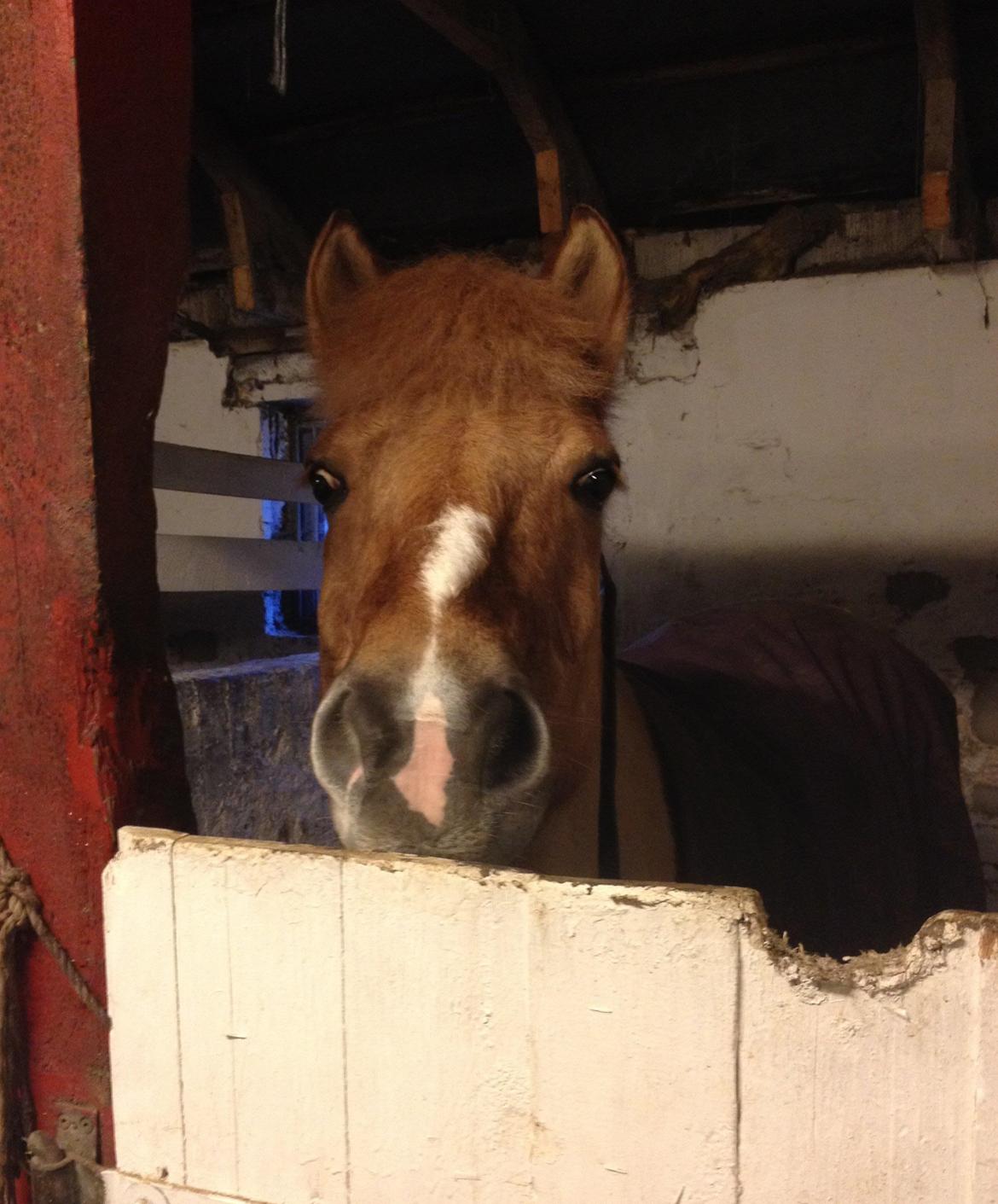 Anden særlig race Frederik billede 3