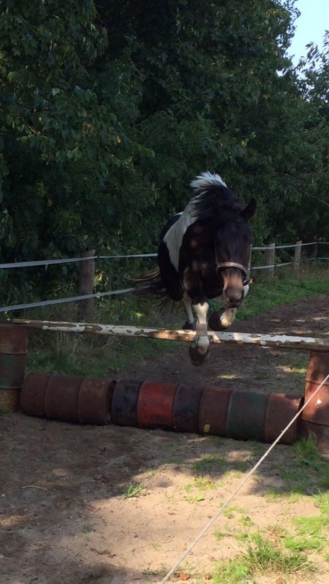 Anden særlig race Luca *Tidligere tilridningshest* billede 21