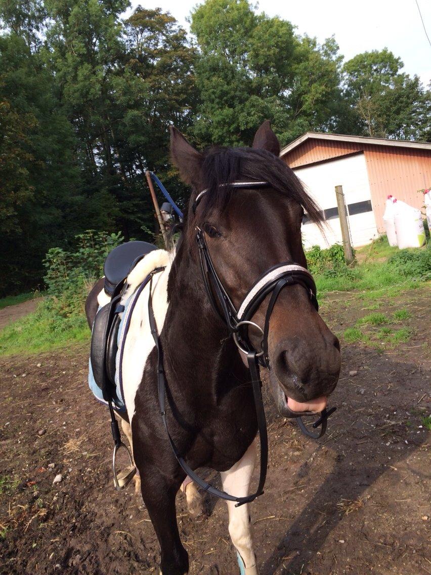 Anden særlig race Luca *Tidligere tilridningshest* billede 23