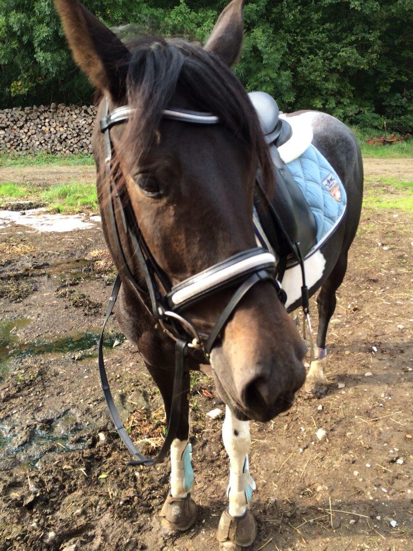 Anden særlig race Luca *Tidligere tilridningshest* billede 24