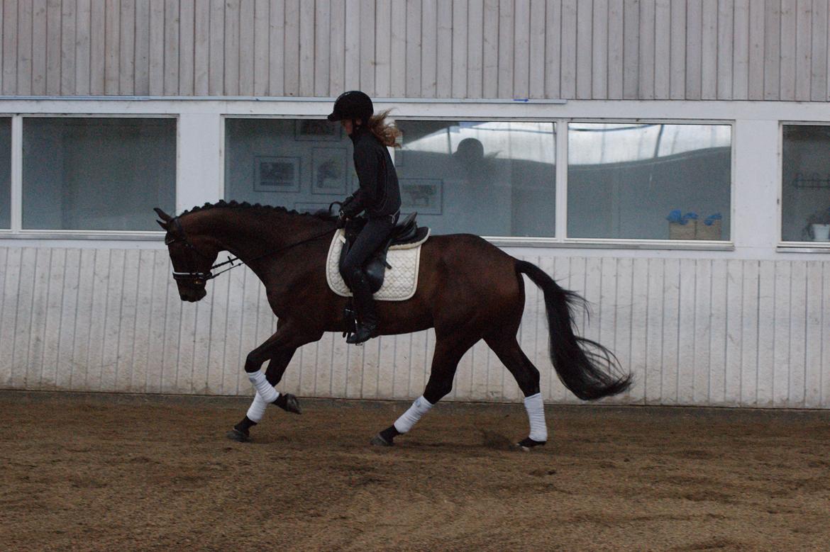 Dansk Varmblod Stendalsgårds Mr. Miyake ~Myggen~ billede 8