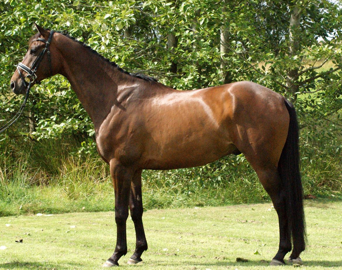 Dansk Varmblod Stendalsgårds Mr. Miyake ~Myggen~ billede 2