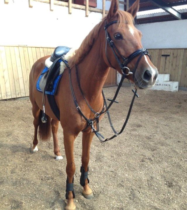 Anden særlig race Lundgaard's Tullamore billede 12