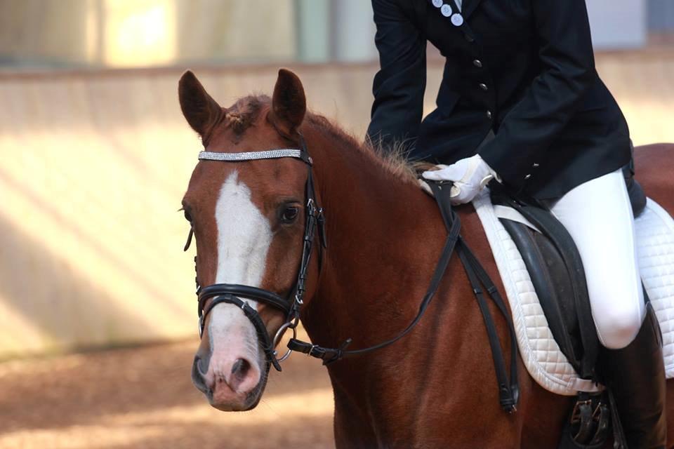 New Forest Stegstedgaards Nobel - Verdens smukkeste pony !  billede 10