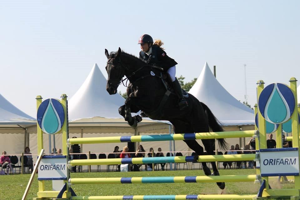 Dansk Varmblod MIni Copper billede 4