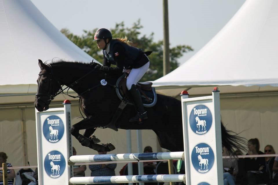 Dansk Varmblod MIni Copper billede 5