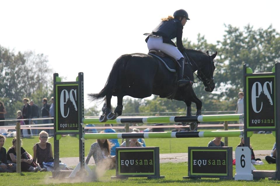 Dansk Varmblod MIni Copper billede 6