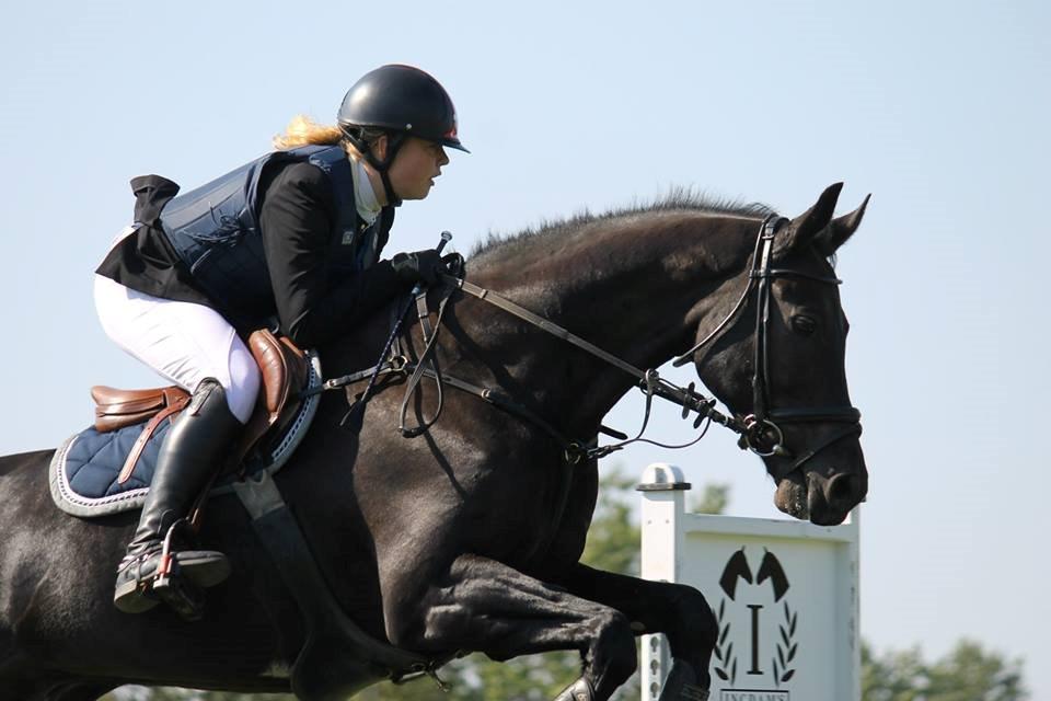 Dansk Varmblod MIni Copper billede 7