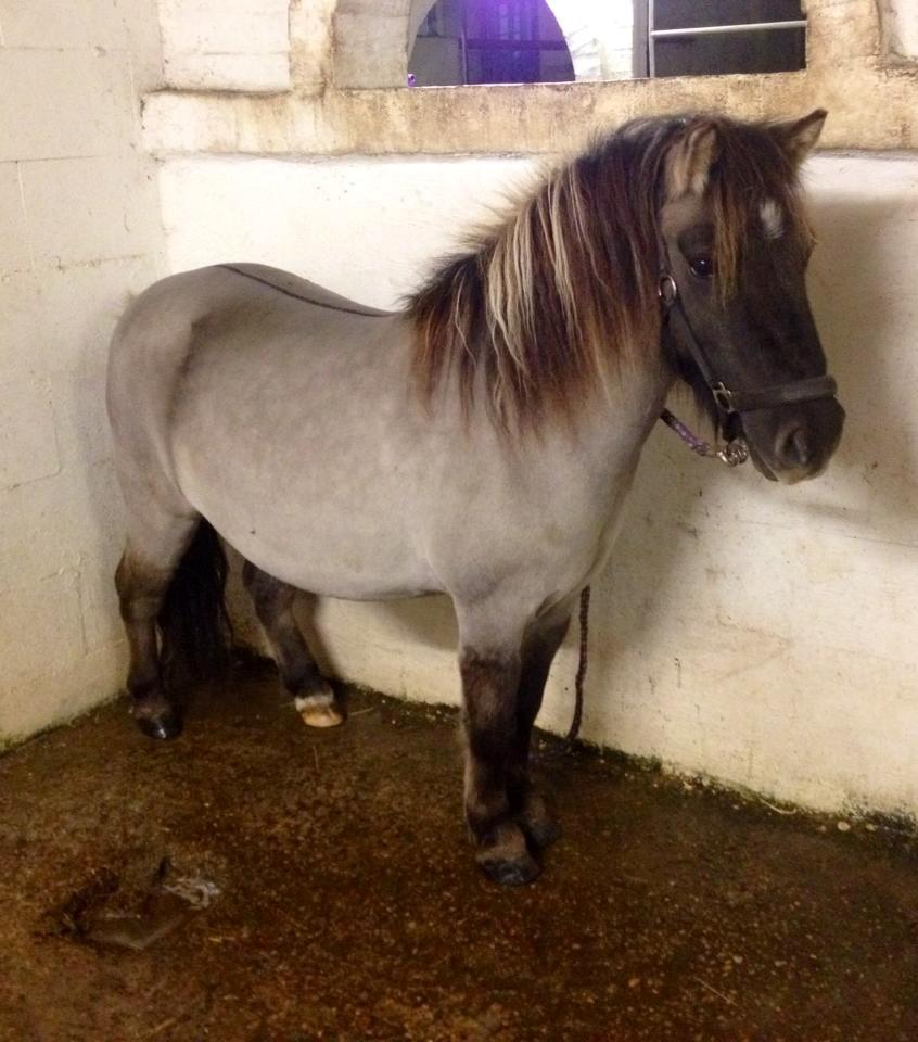 Shetlænder Østergårdens Combardo ''Pony'' billede 5