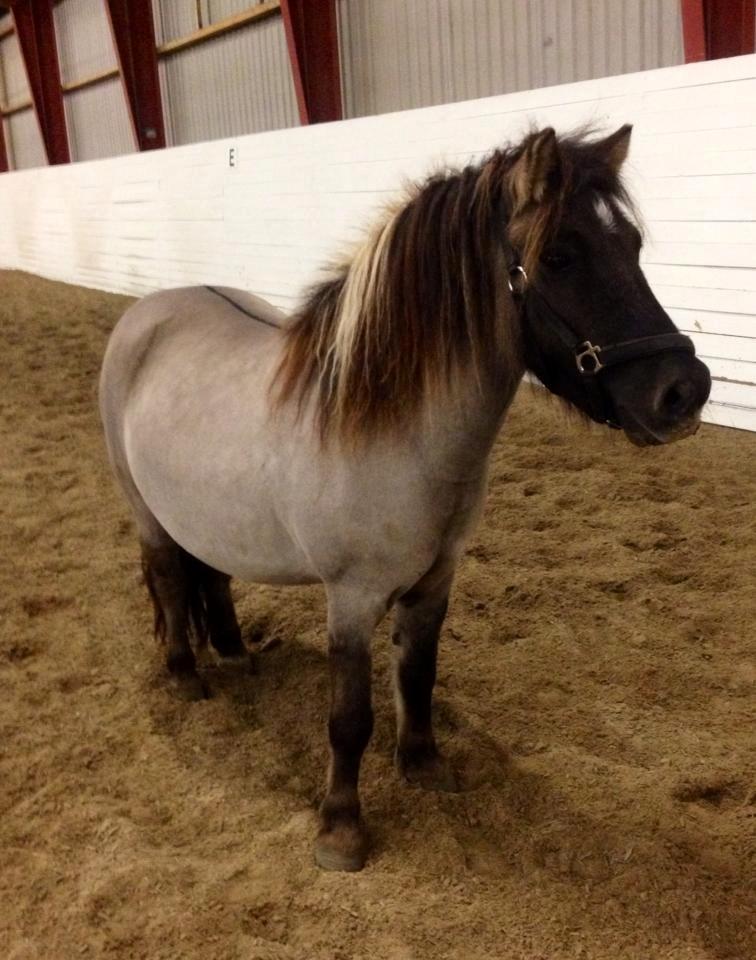 Shetlænder Østergårdens Combardo ''Pony'' billede 13