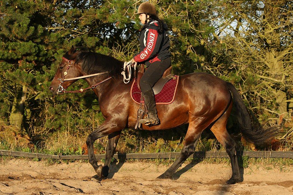 Anden særlig race Cointreau J - 11. september 2014... Tilvænning af bid + igang med at lære galop med rytter... Fotograf: Kæresten (Martin Kilt Uggerly) billede 16