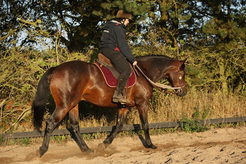 Anden særlig race Cointreau J - 11. september 2014... Tilvænning af bid + at bukke sig for grene og igang med at lære frem og ned... Fotograf: Kæresten (Martin Kilt Uggerly) billede 17