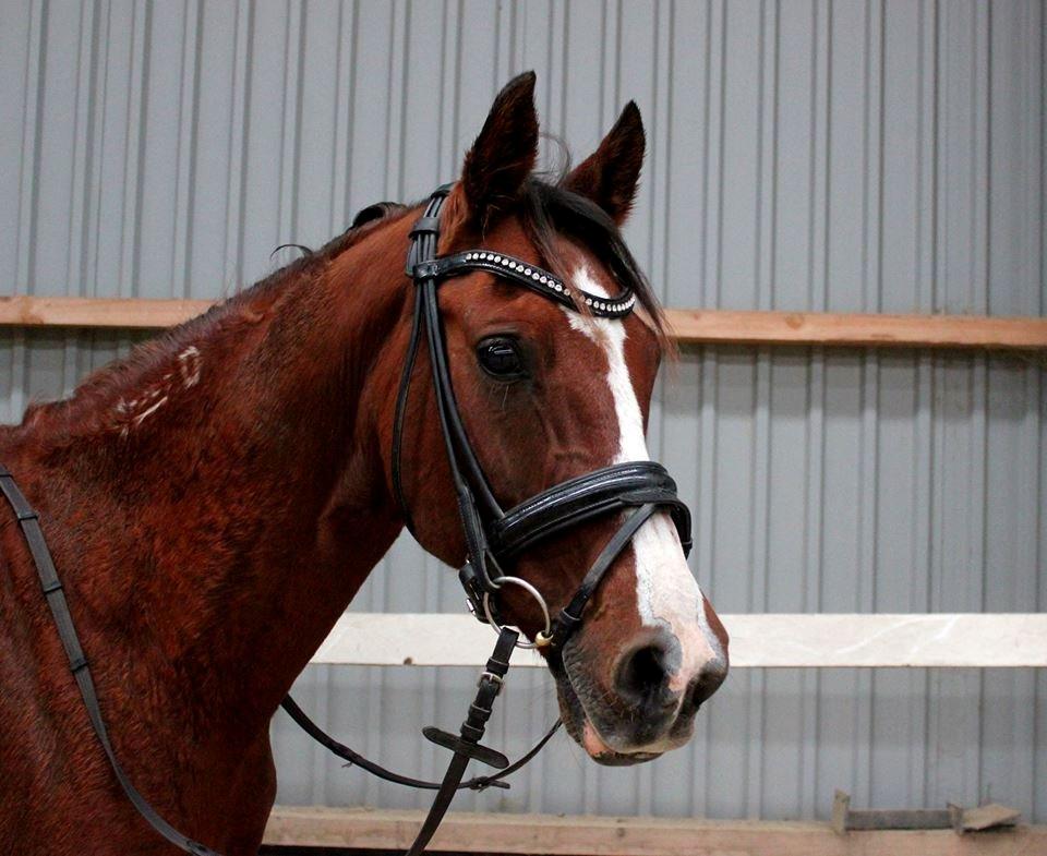 Arabisk fuldblod (OX) Grafik billede 3