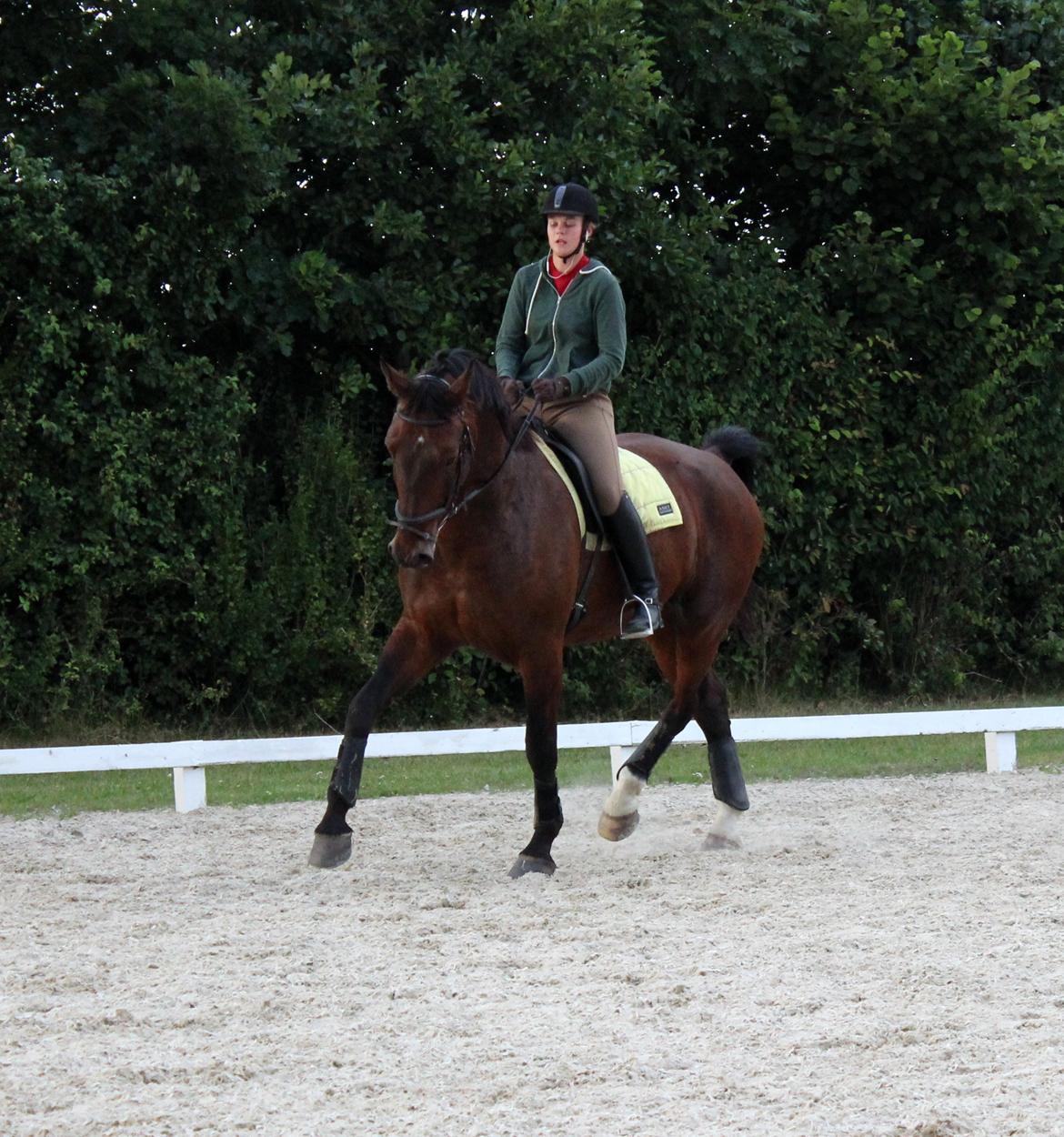 Oldenborg Kalle - Dressur hos far billede 7